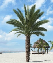palm tree 15 AM201 Archmodels