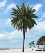 palm tree 16 AM201 Archmodels