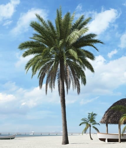 palm tree 17 AM201 Archmodels