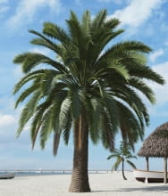 palm tree 18 AM201 Archmodels
