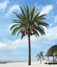 palm tree 19 AM201 Archmodels