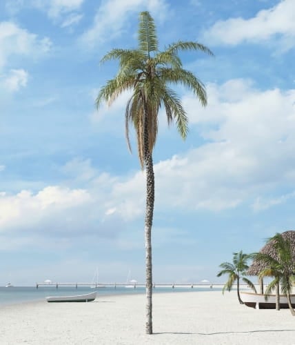 palm tree 25 AM201 Archmodels