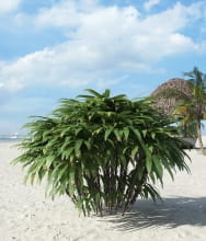 palm tree 27 AM201 Archmodels