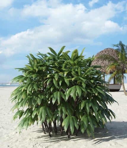 palm tree 28 AM201 Archmodels