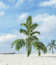 palm tree 33 AM201 Archmodels