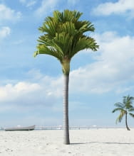 palm tree 35 AM201 Archmodels