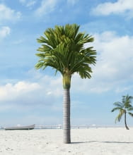 palm tree 36 AM201 Archmodels