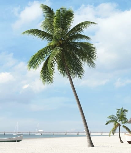 palm tree 39 AM201 Archmodels
