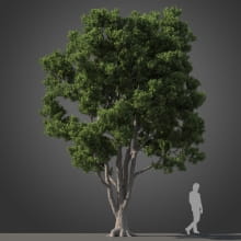 Podocarpus tree 32 AM210 Archmodels