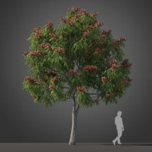 Koelreuteria bipinnata tree 35 AM210 Archmodels