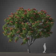 Koelreuteria bipinnata tree 36 AM210 Archmodels