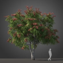 Koelreuteria bipinnata tree 37 AM210 Archmodels