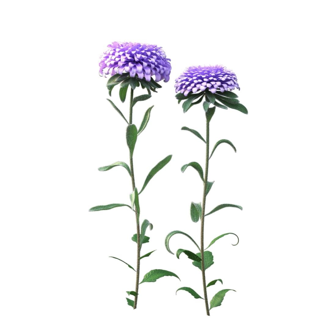 AM214_001_Aster_01