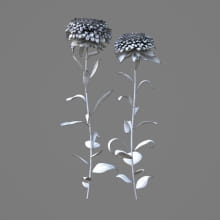 AM214_001_Aster_1