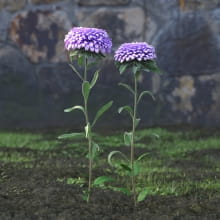 AM214_001_Aster