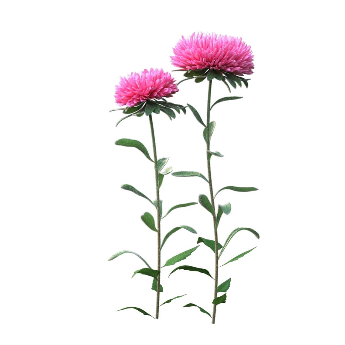 AM214_002_Aster_02_
