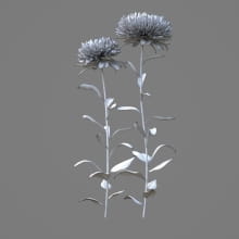AM214_002_Aster_1