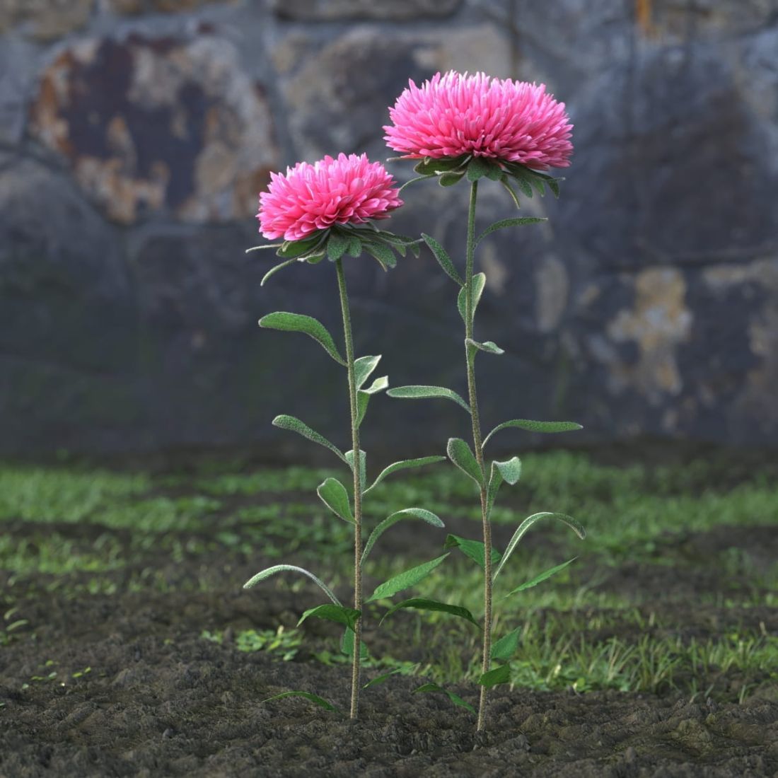 AM214_002_Aster