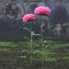 AM214_002_Aster