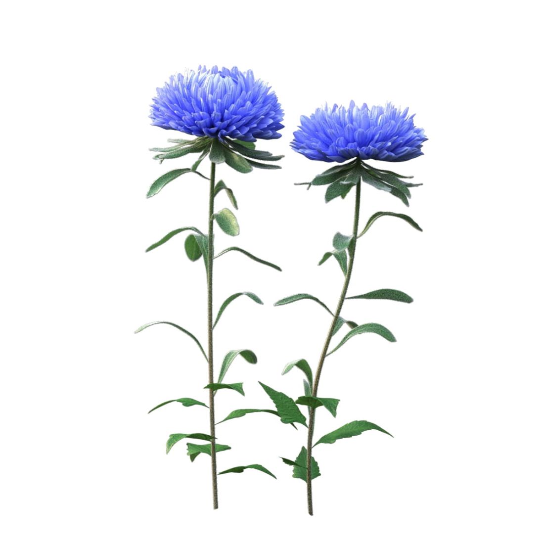 AM214_003_Aster_03_
