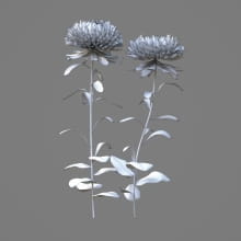 AM214_003_Aster_1