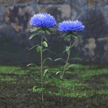 AM214_003_Aster