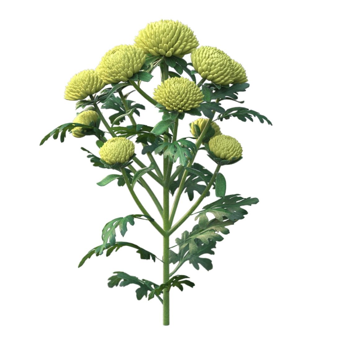 AM214_004_Chrysanthemum_01_