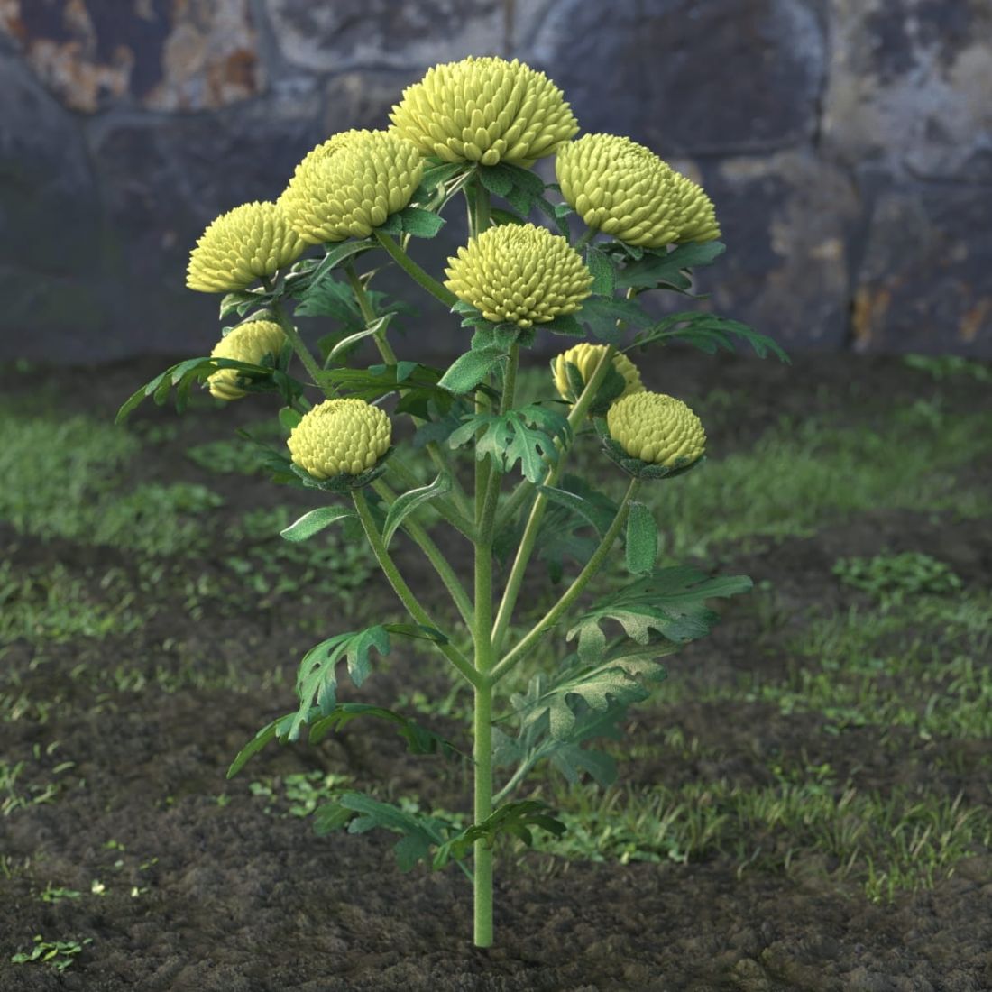 AM214_004_Chrysanthemum