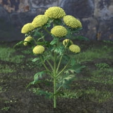 AM214_004_Chrysanthemum