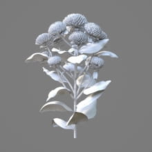 AM214_004_Dendranthema