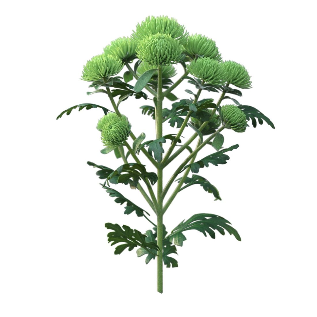 AM214_005_Chrysanthemum_02_