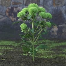 AM214_005_Chrysanthemum