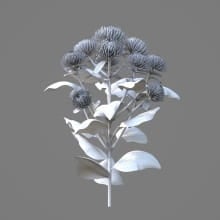 AM214_005_Dendranthema