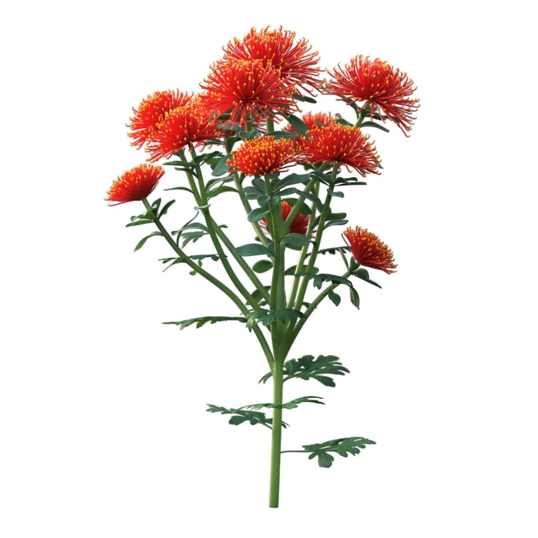 AM214_006_Chrysanthemum_03_