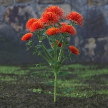 AM214_006_Chrysanthemum