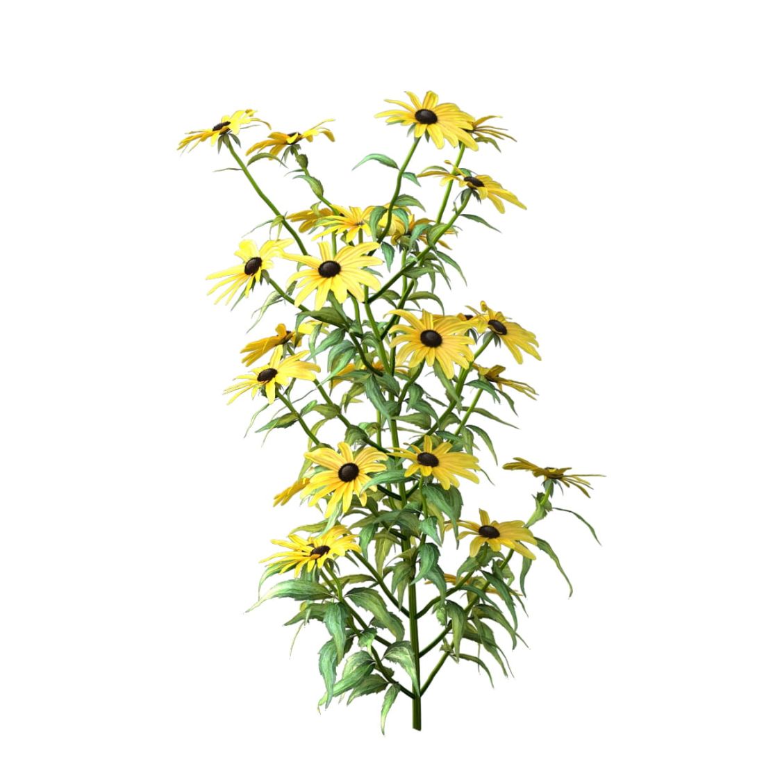 AM214_007_Rudbeckia_fulgida_