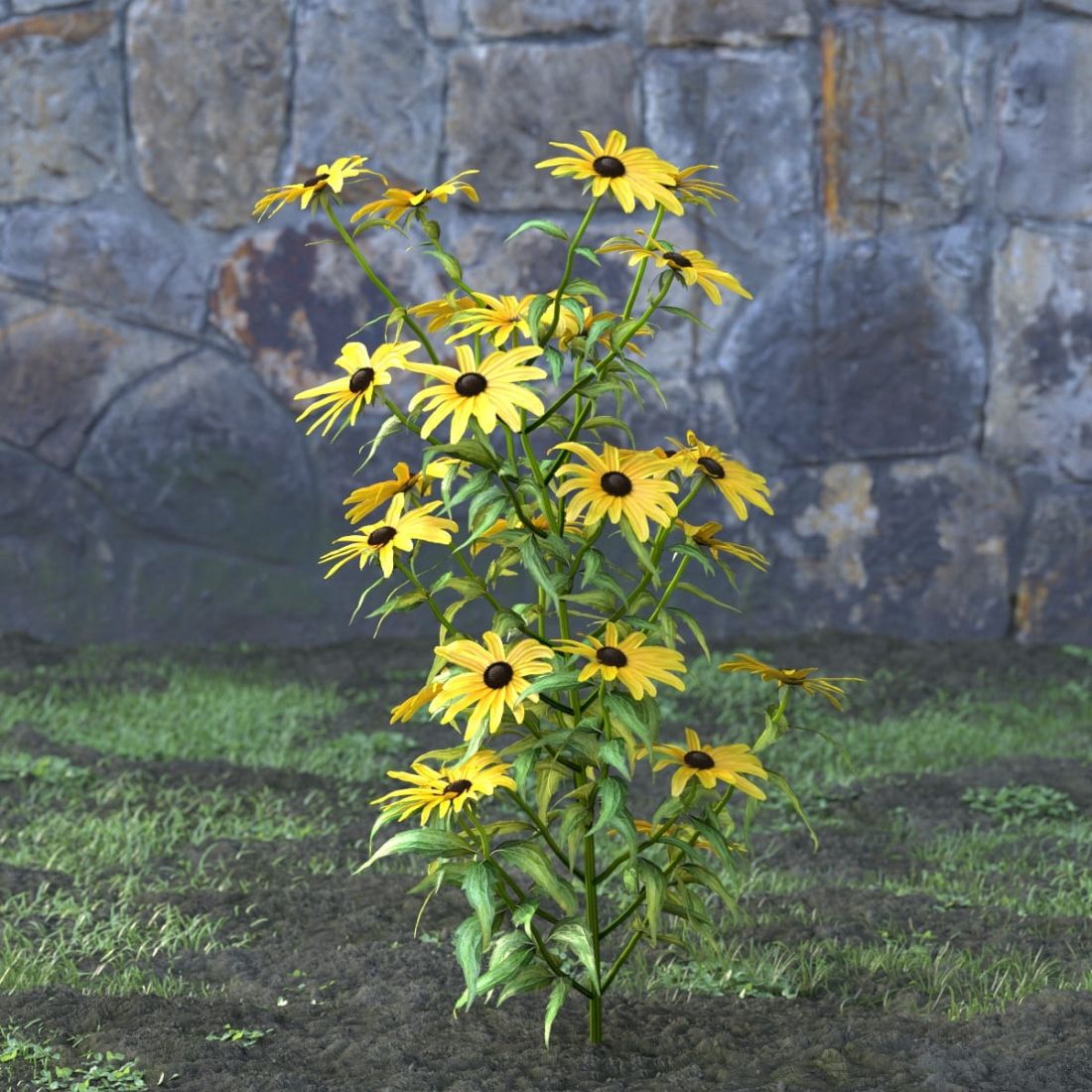 AM214_007_Rudbeckia_fulgida