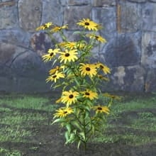 AM214_007_Rudbeckia_fulgida