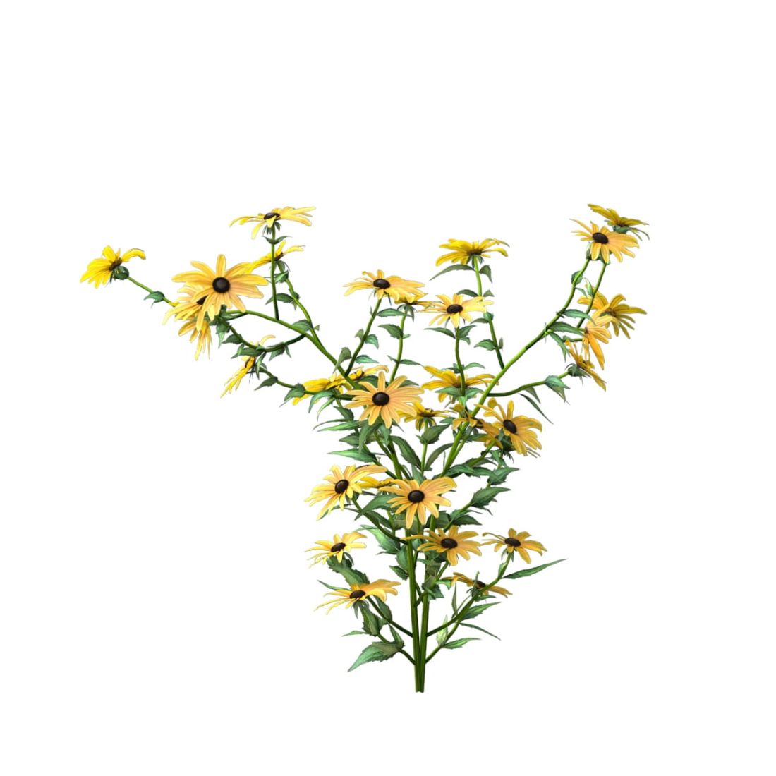 AM214_008_Rudbeckia_fulgida_