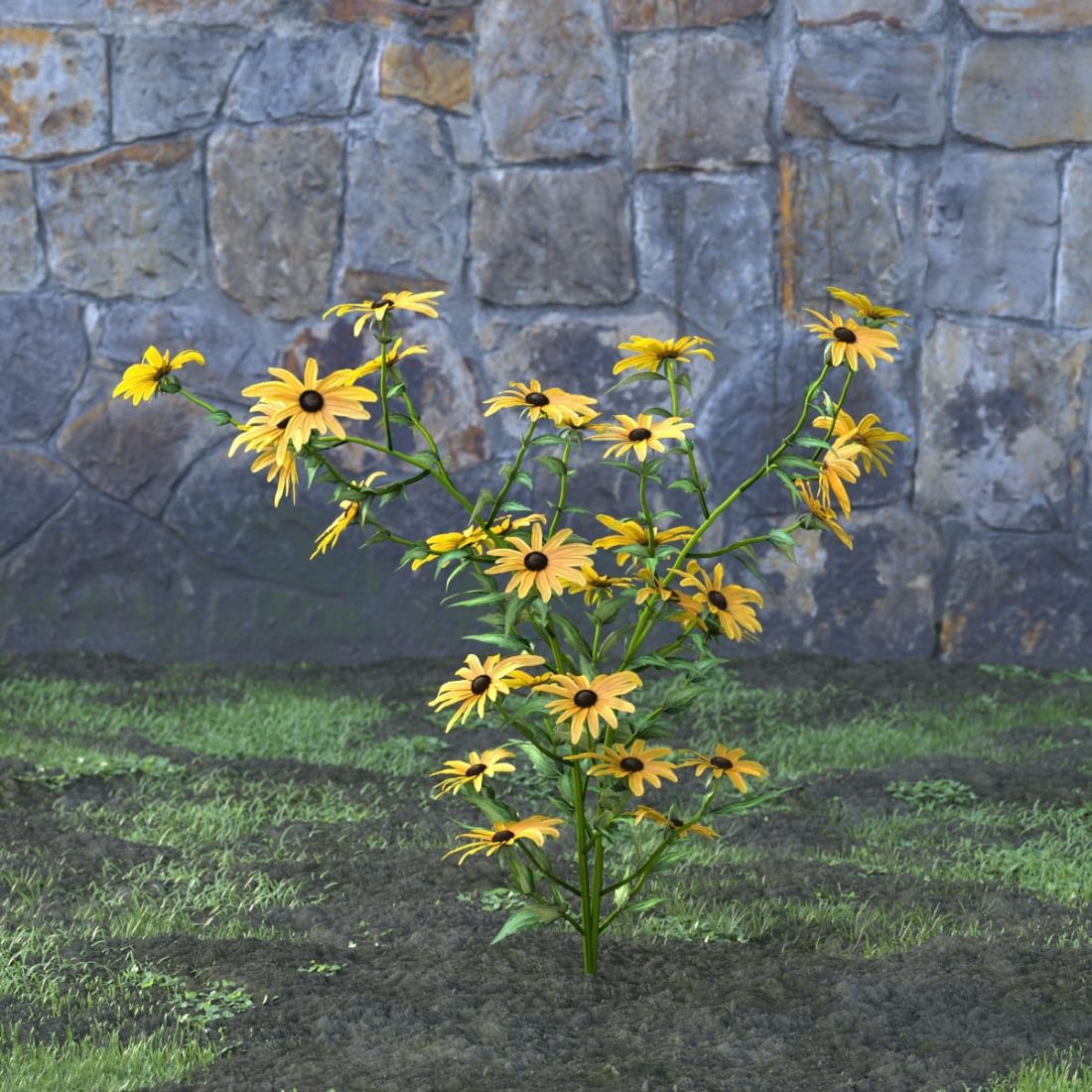 AM214_008_Rudbeckia_fulgida