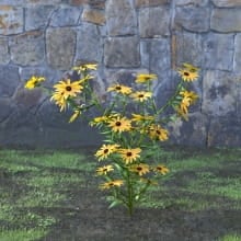 AM214_008_Rudbeckia_fulgida