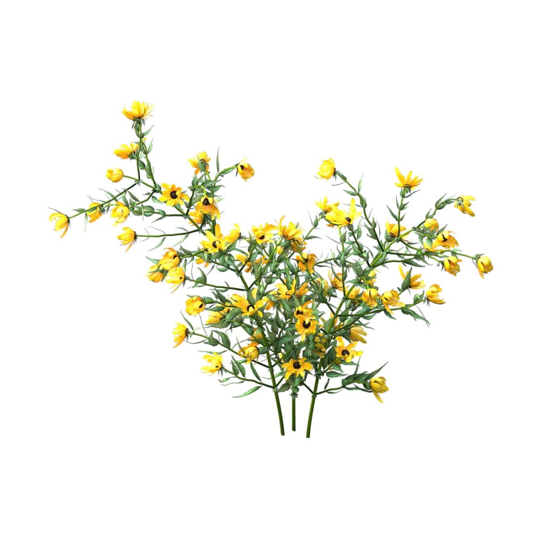 AM214_009_Rudbeckia_fulgida_