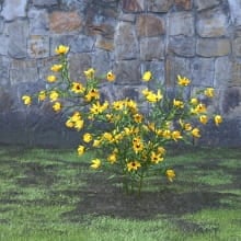 AM214_009_Rudbeckia_fulgida