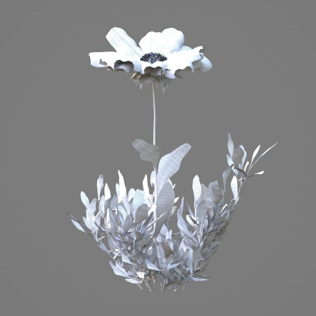 AM214_013_Gailardia_grandiflora_1