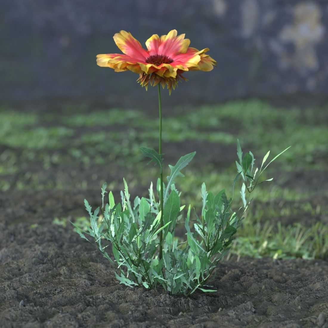 AM214_013_Gailardia_grandiflora