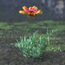 AM214_013_Gailardia_grandiflora