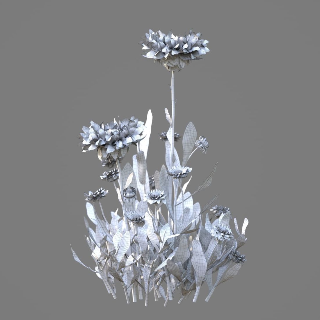 AM214_015_Gailardia_frenzy_1