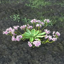 AM214_016_Lewisia_longipetala
