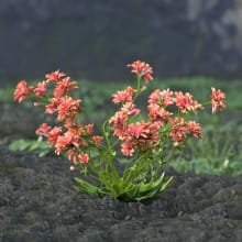 AM214_017_Lewisia_longipetala