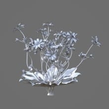 AM214_018_Lewisia_longipetala_1